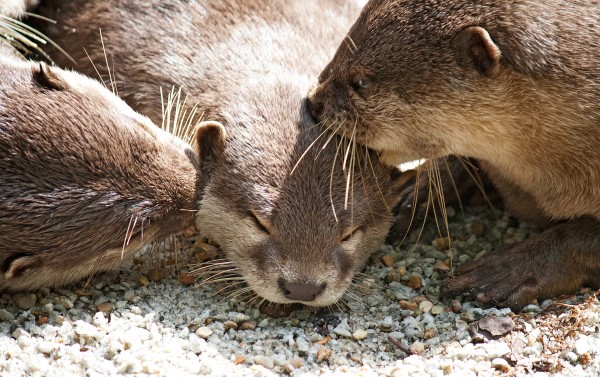 amorous otters
